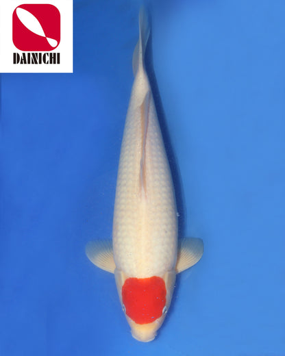 Tancho Kohaku