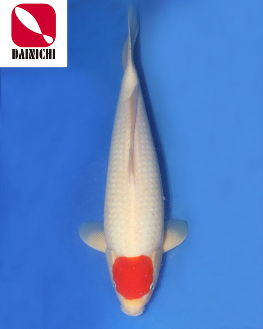 Tancho Kohaku
