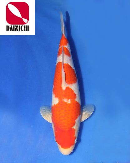 Kohaku
