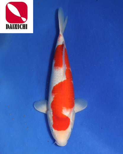 Kohaku