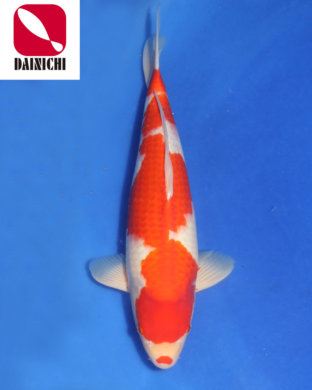 Kohaku