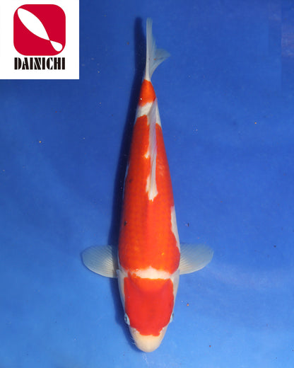 Kohaku