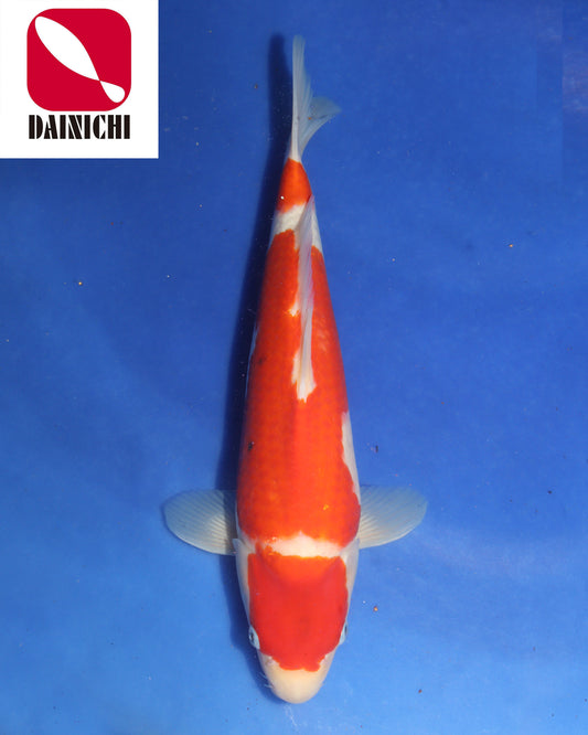 Kohaku