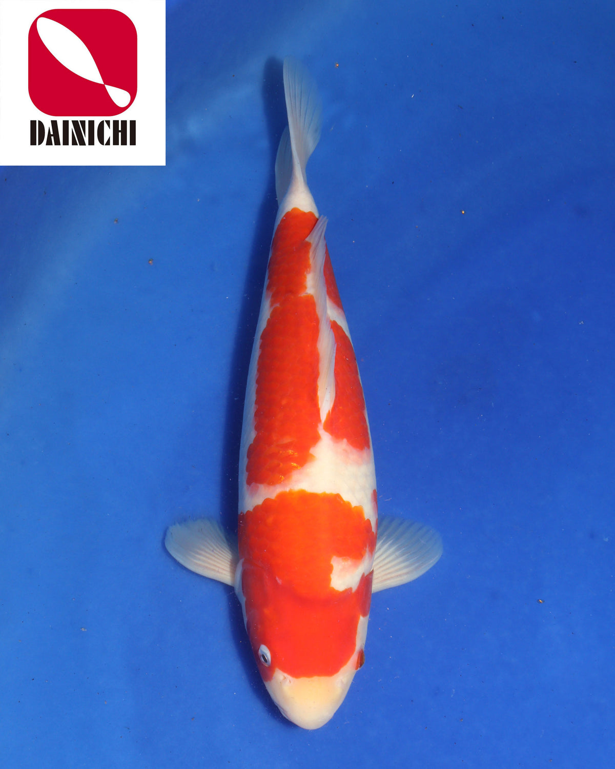 Kohaku