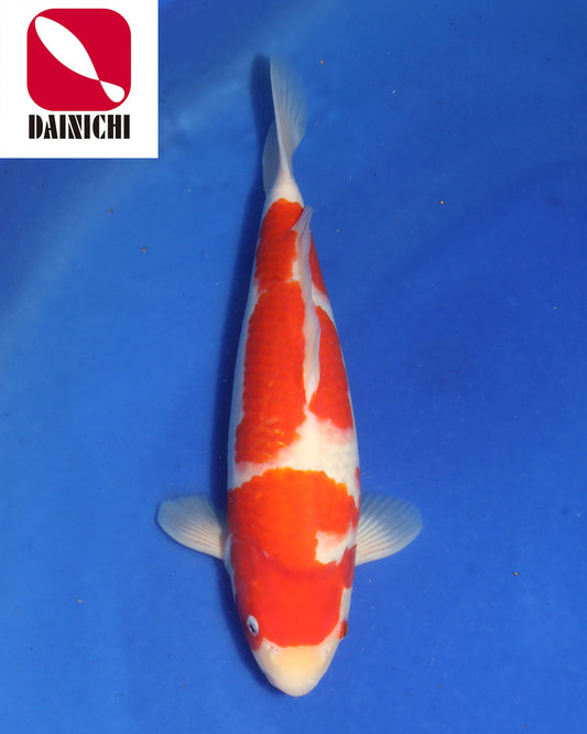 Kohaku