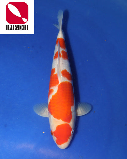 Kohaku