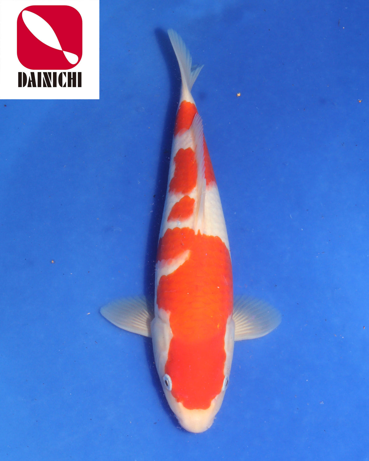 Kohaku