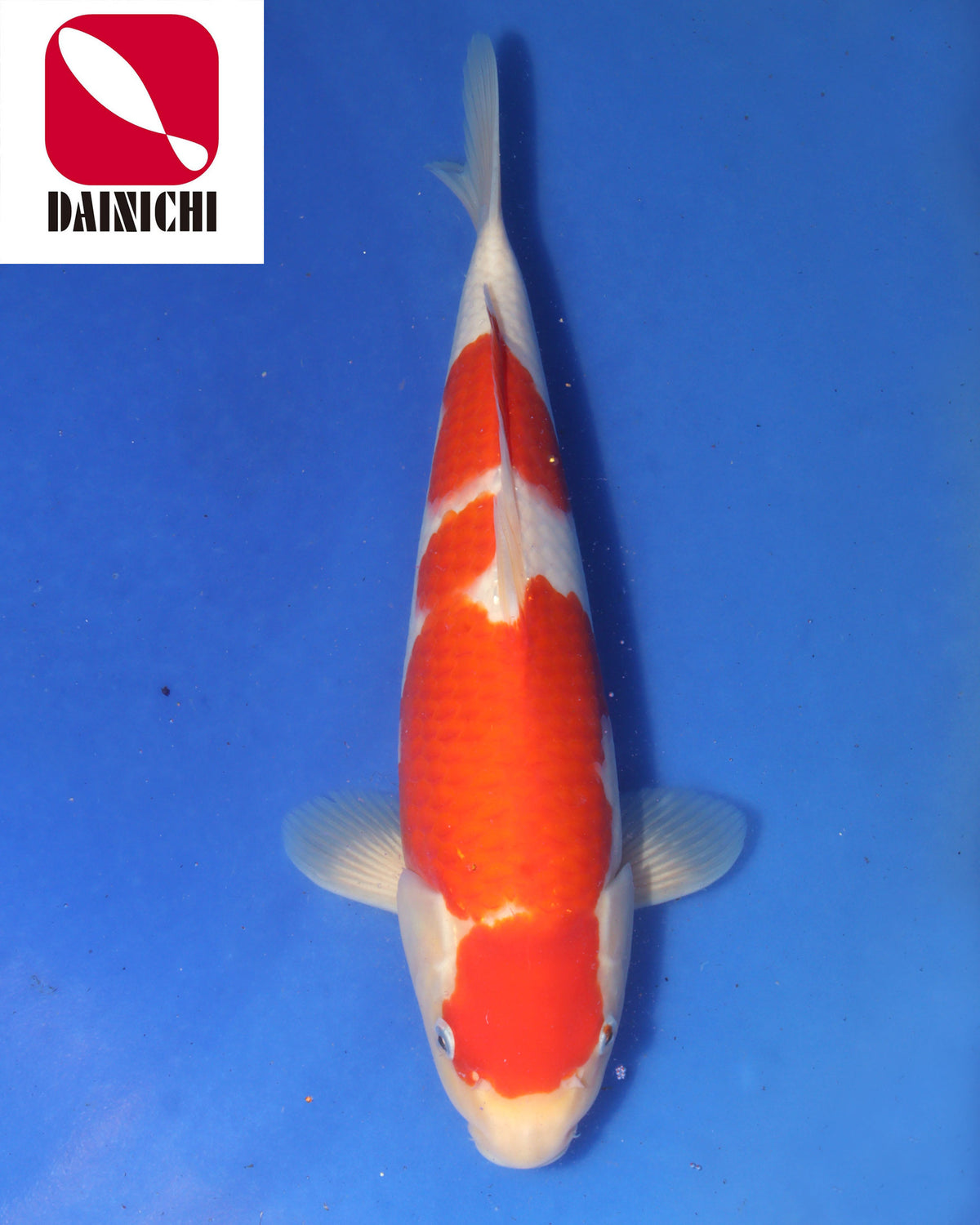 Kohaku