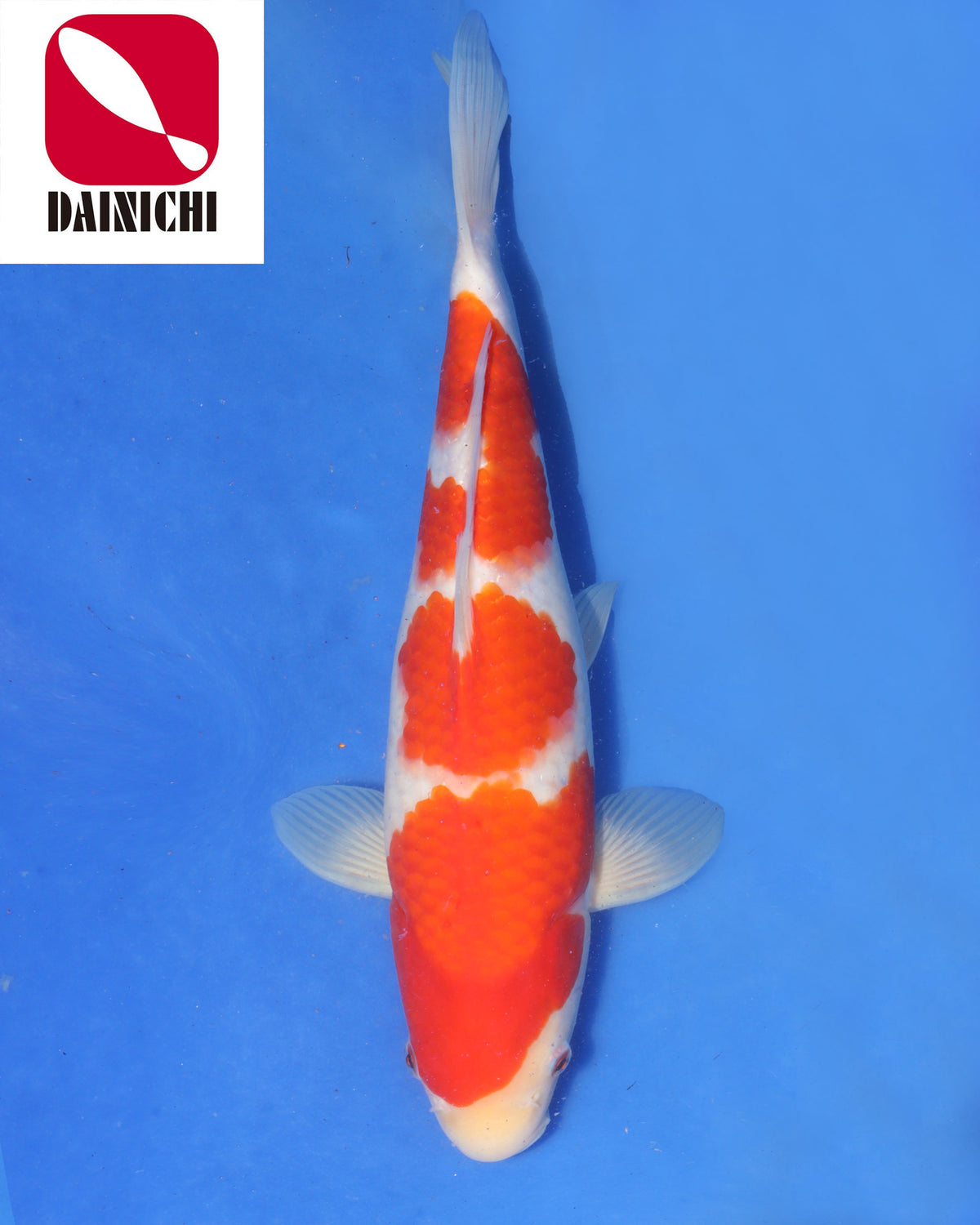 Kohaku