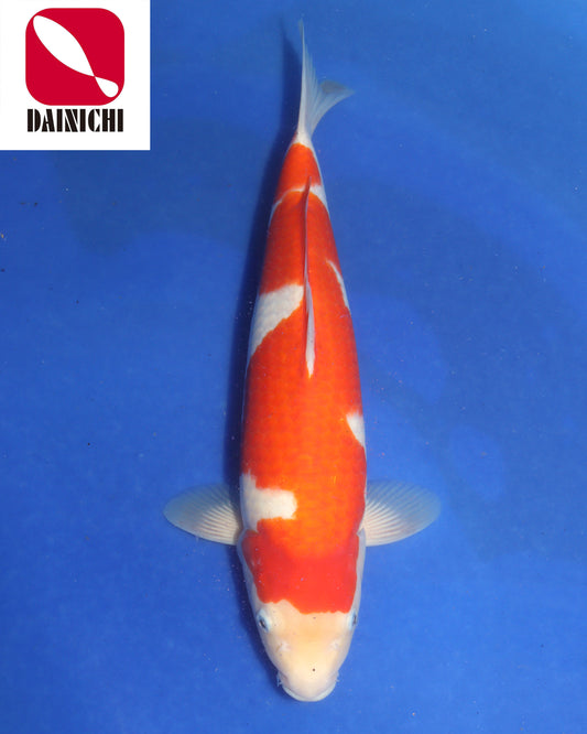 Kohaku