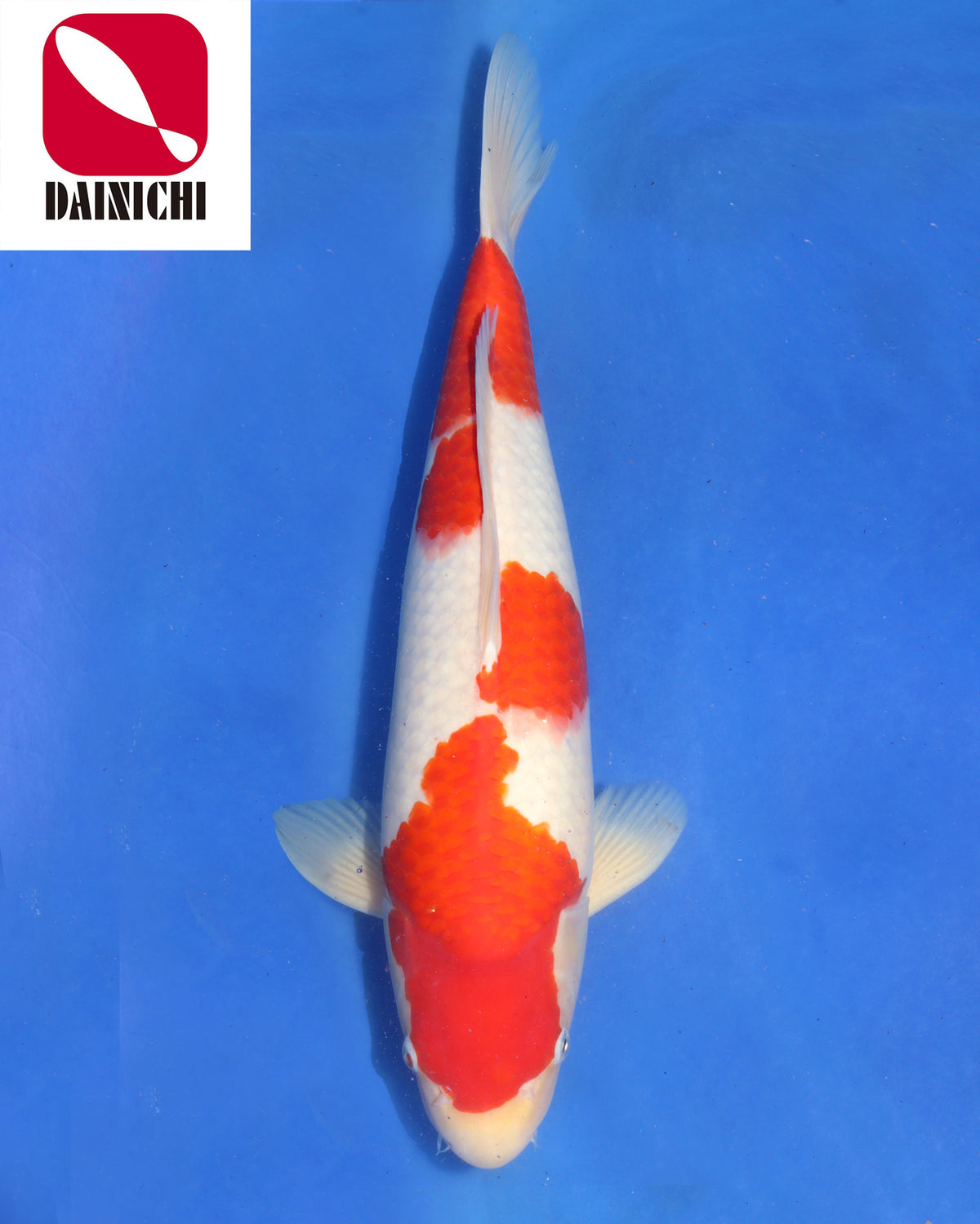 Kohaku