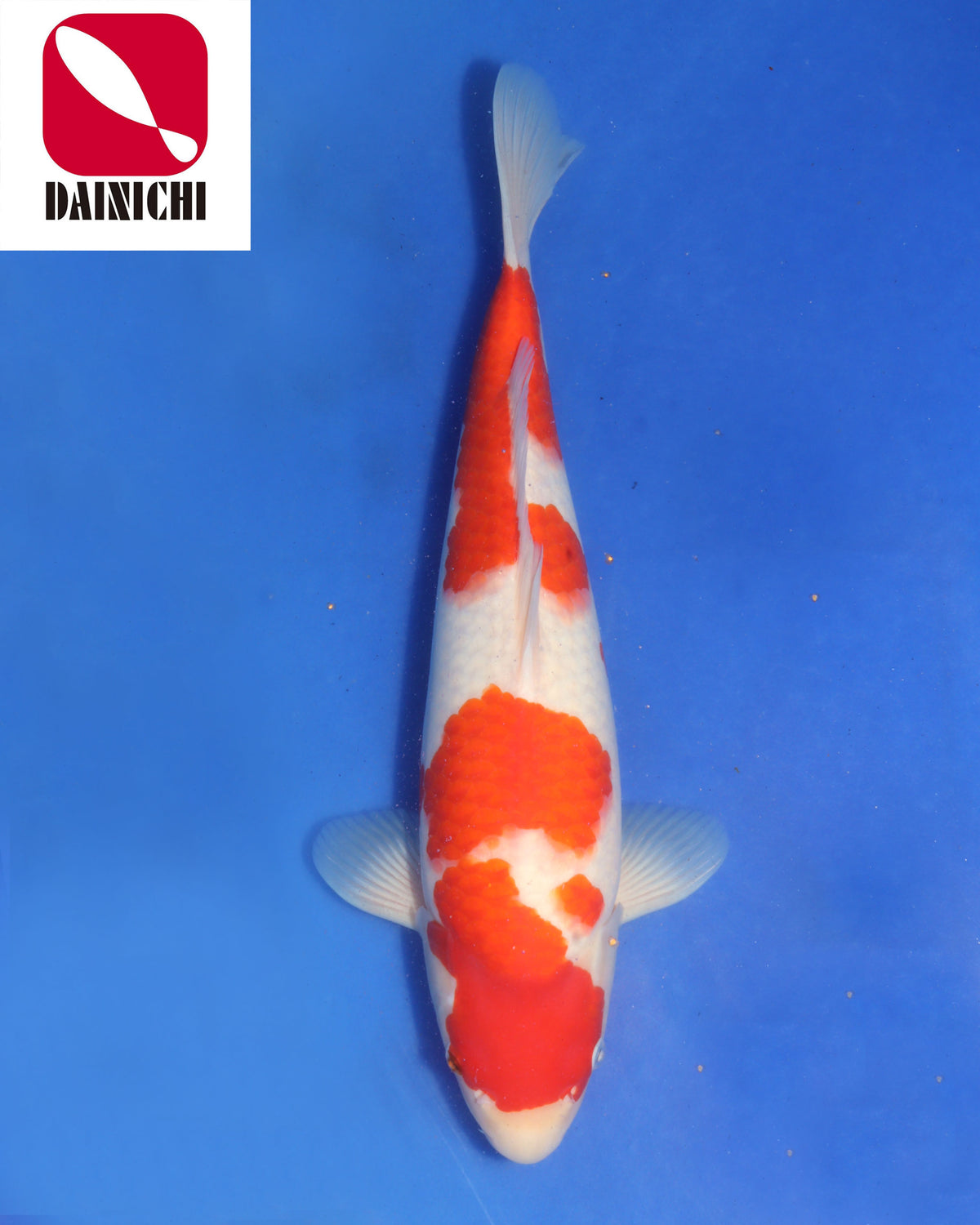 Kohaku