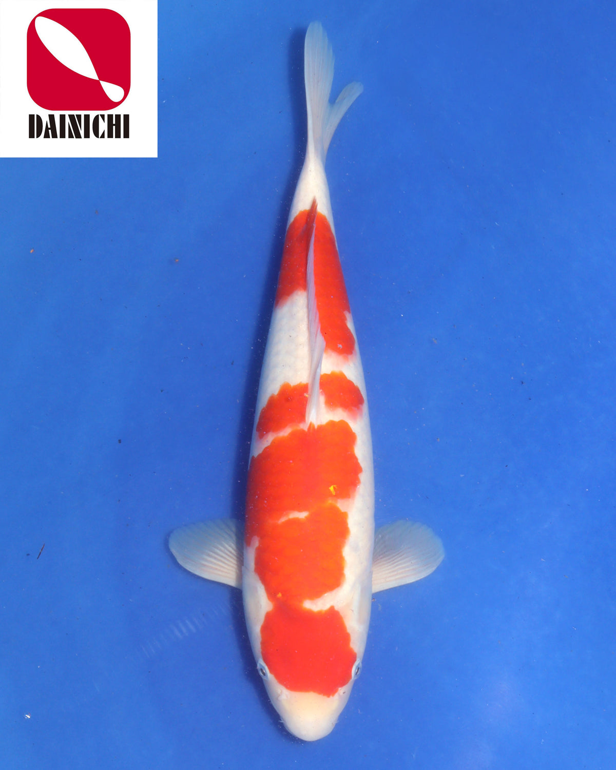 Kohaku