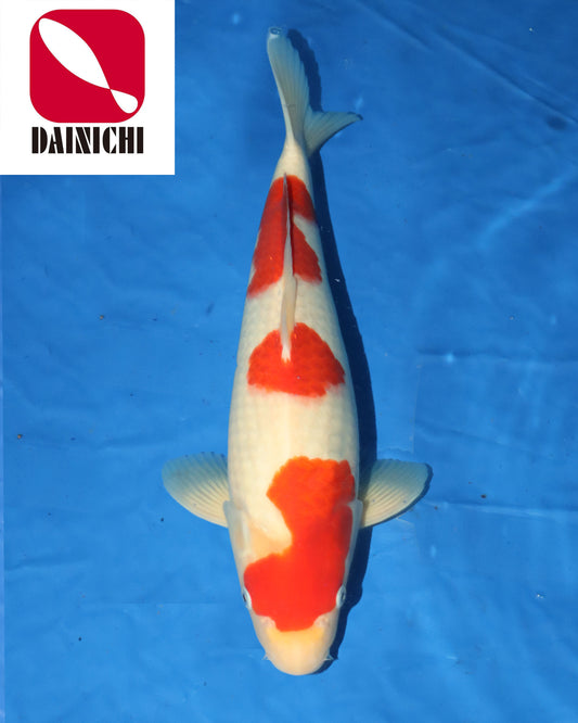 Kohaku