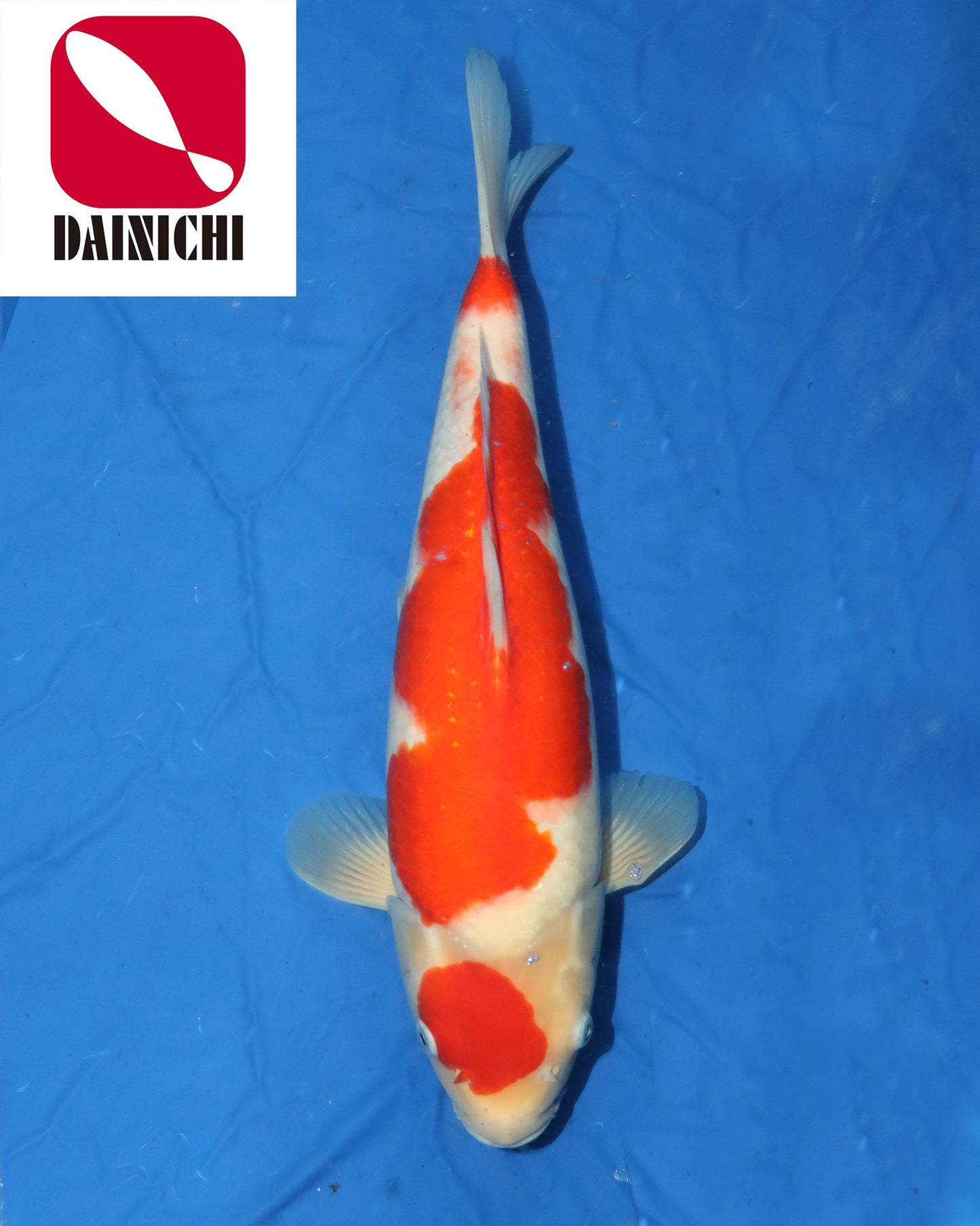 Kohaku