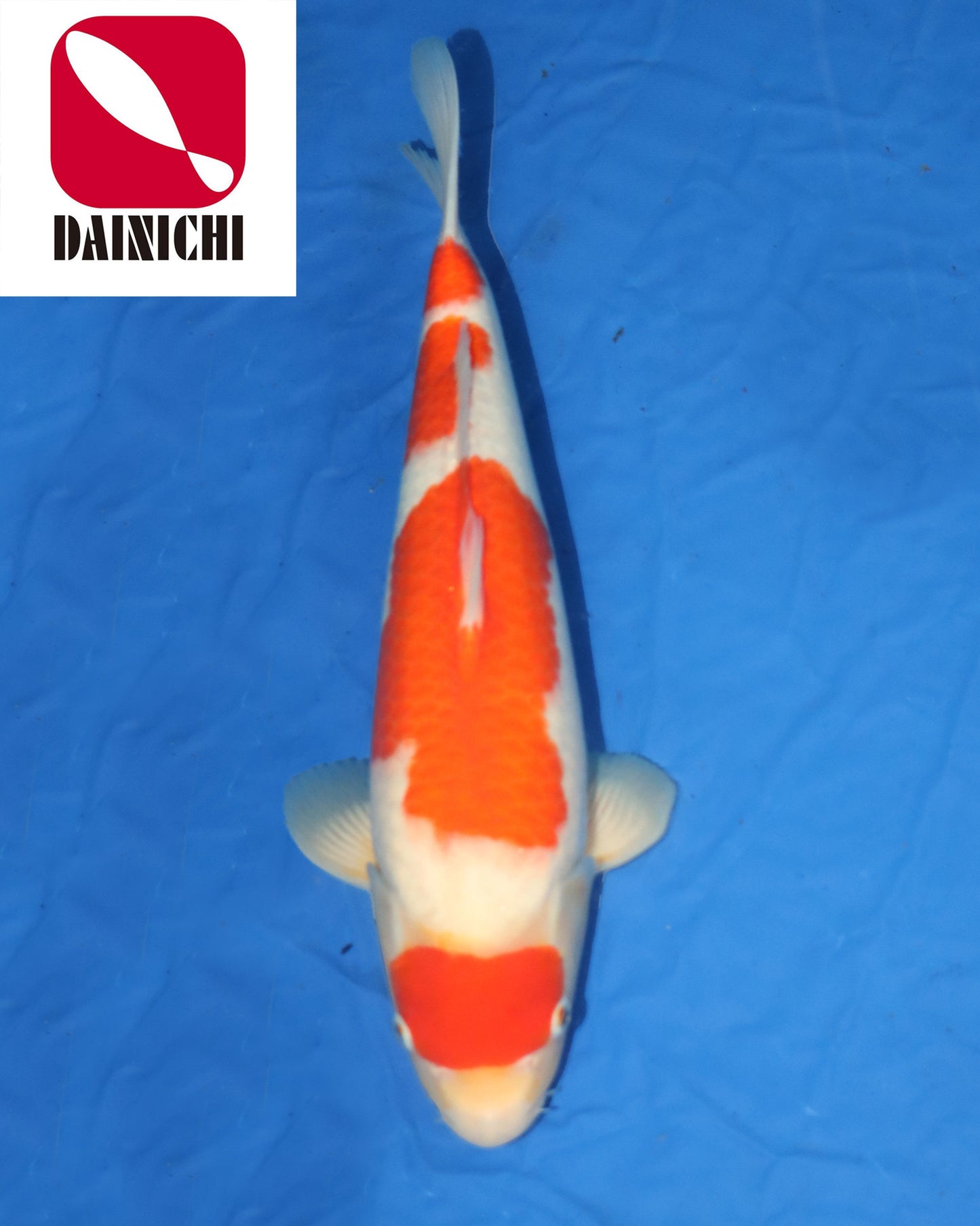 Kohaku