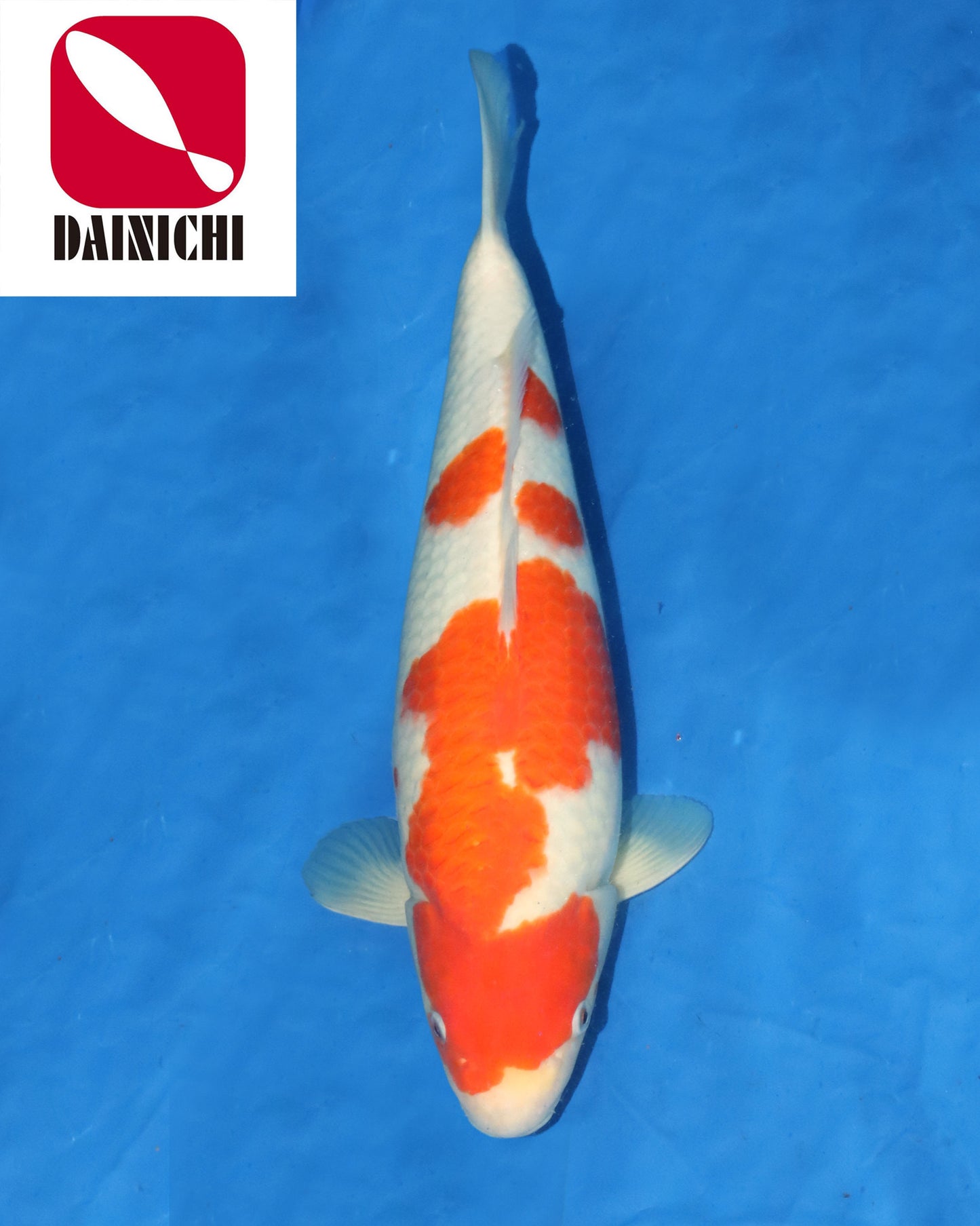 Kohaku