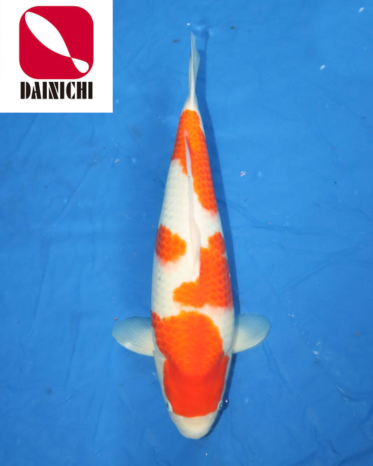 Kohaku