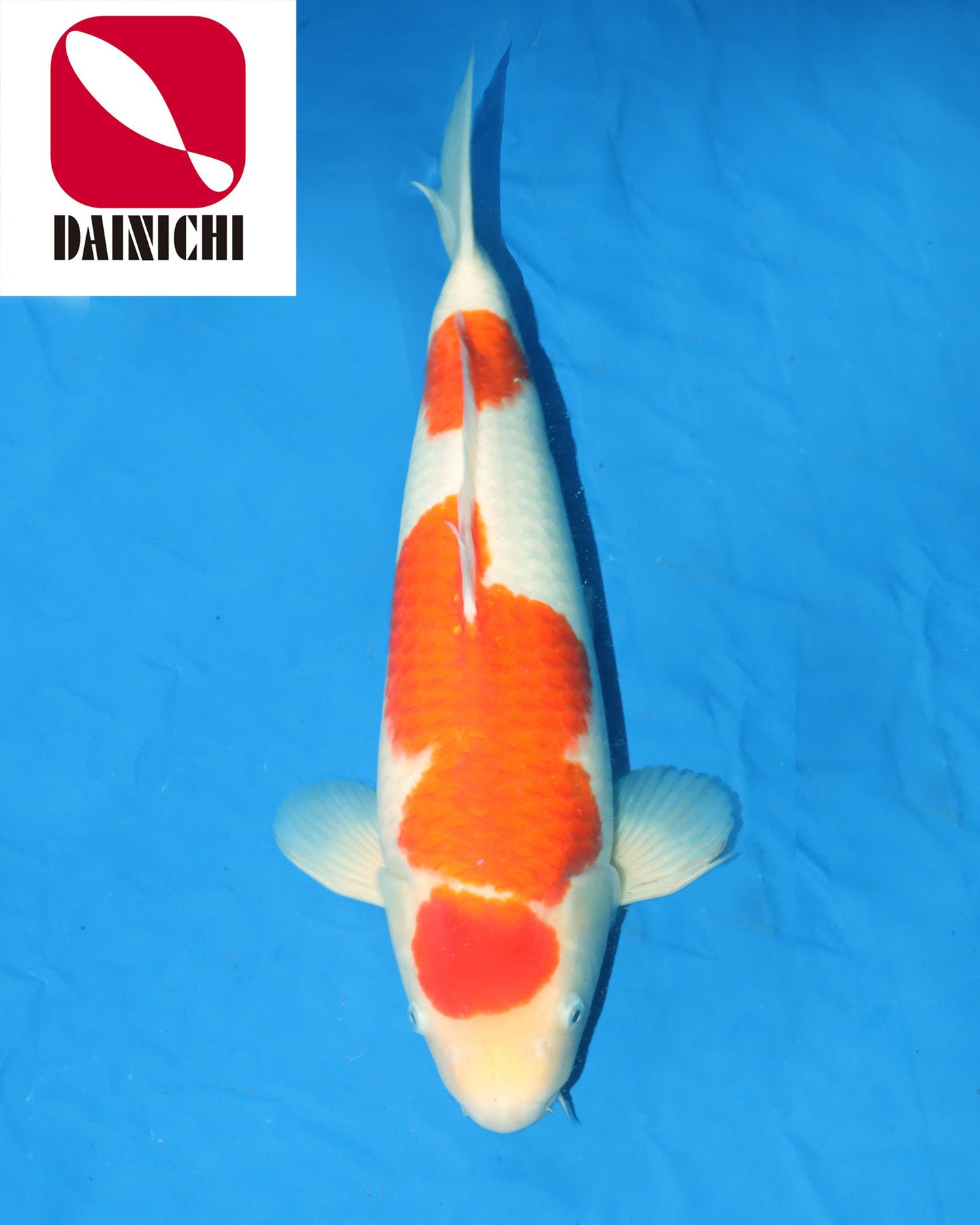 Kohaku