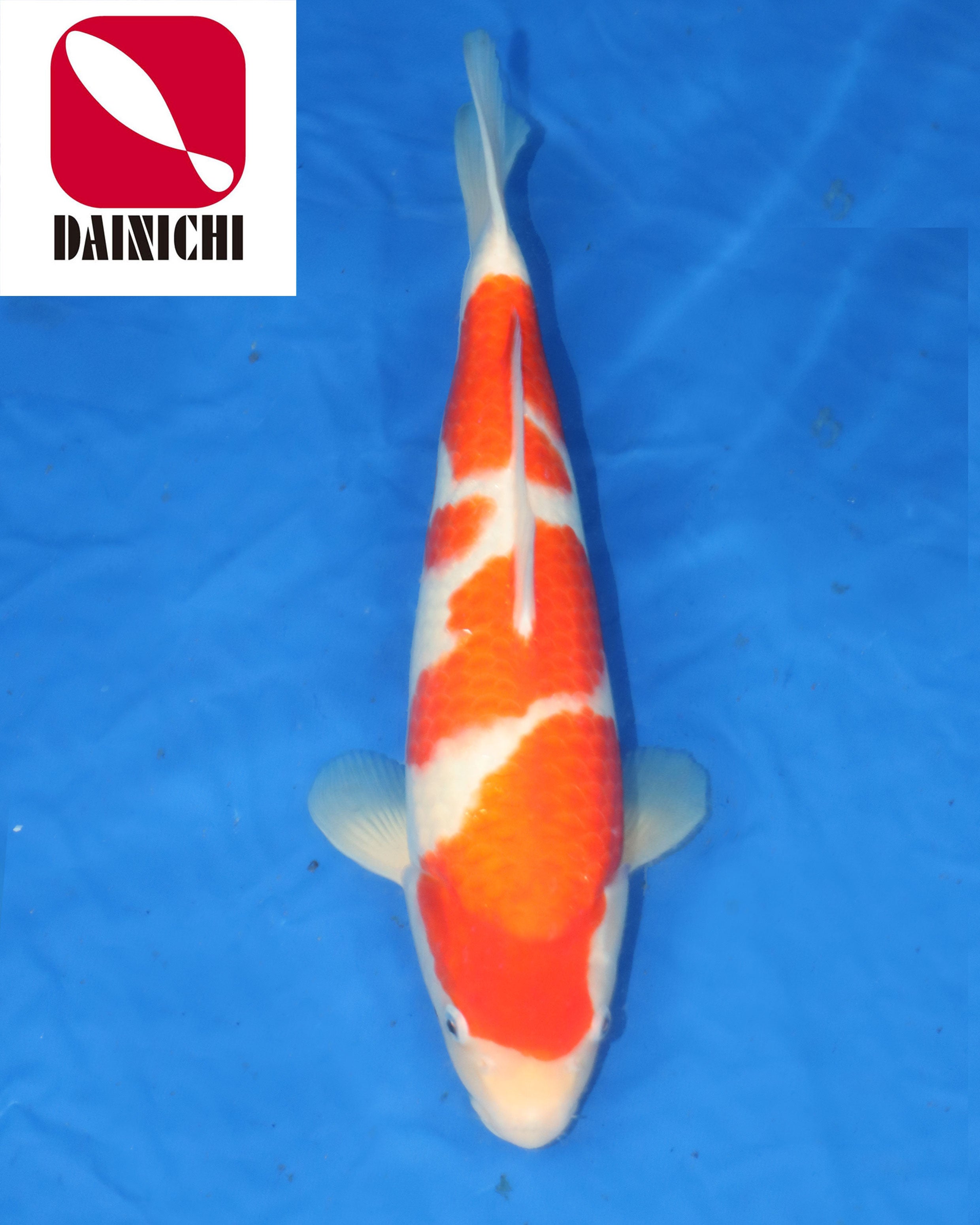 Kohaku - Koi for Sale – Selective Koi Sales