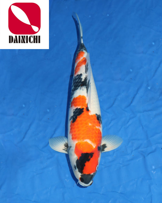 Showa
