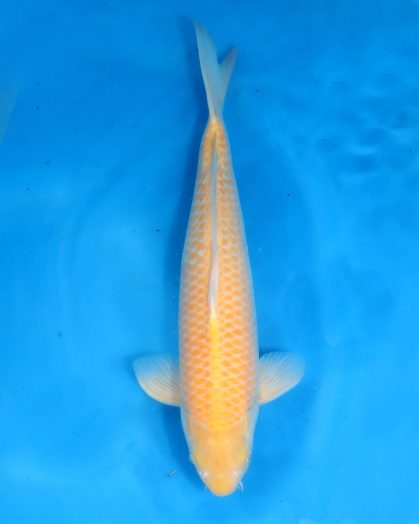 Karashigoi