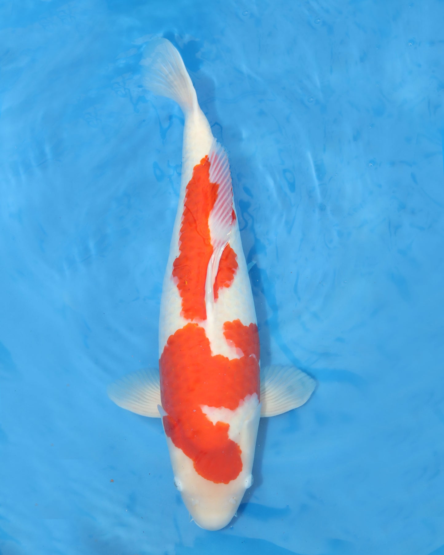 Kohaku