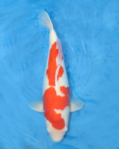 Kohaku