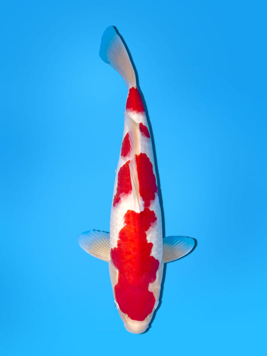 Kohaku