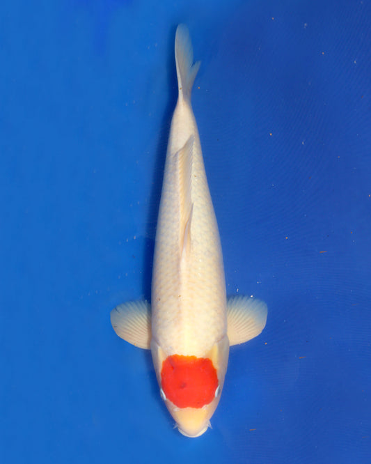 Tancho Kohaku