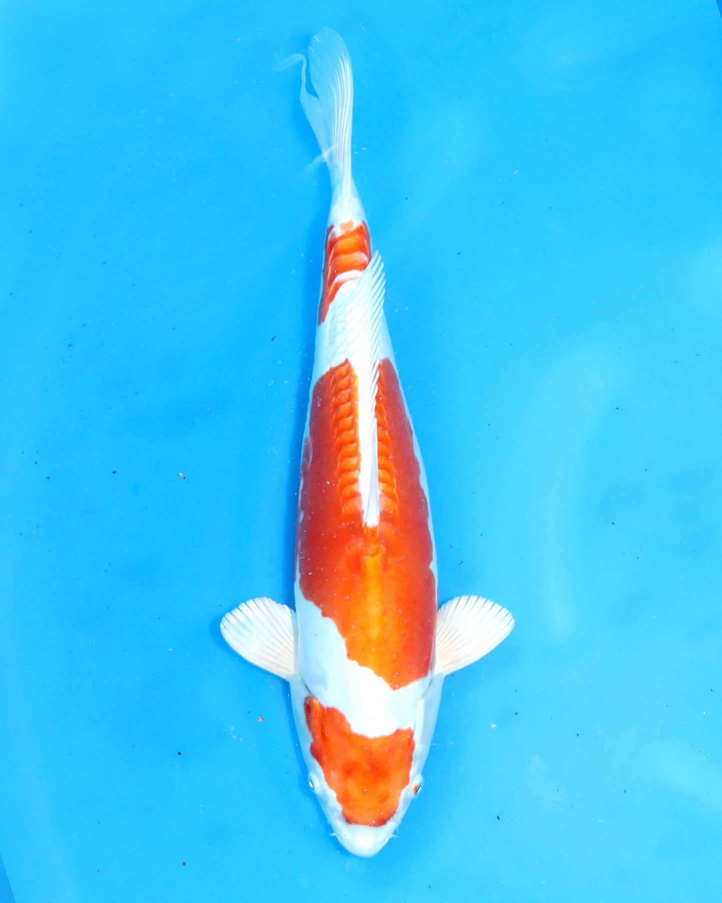 Kikusui