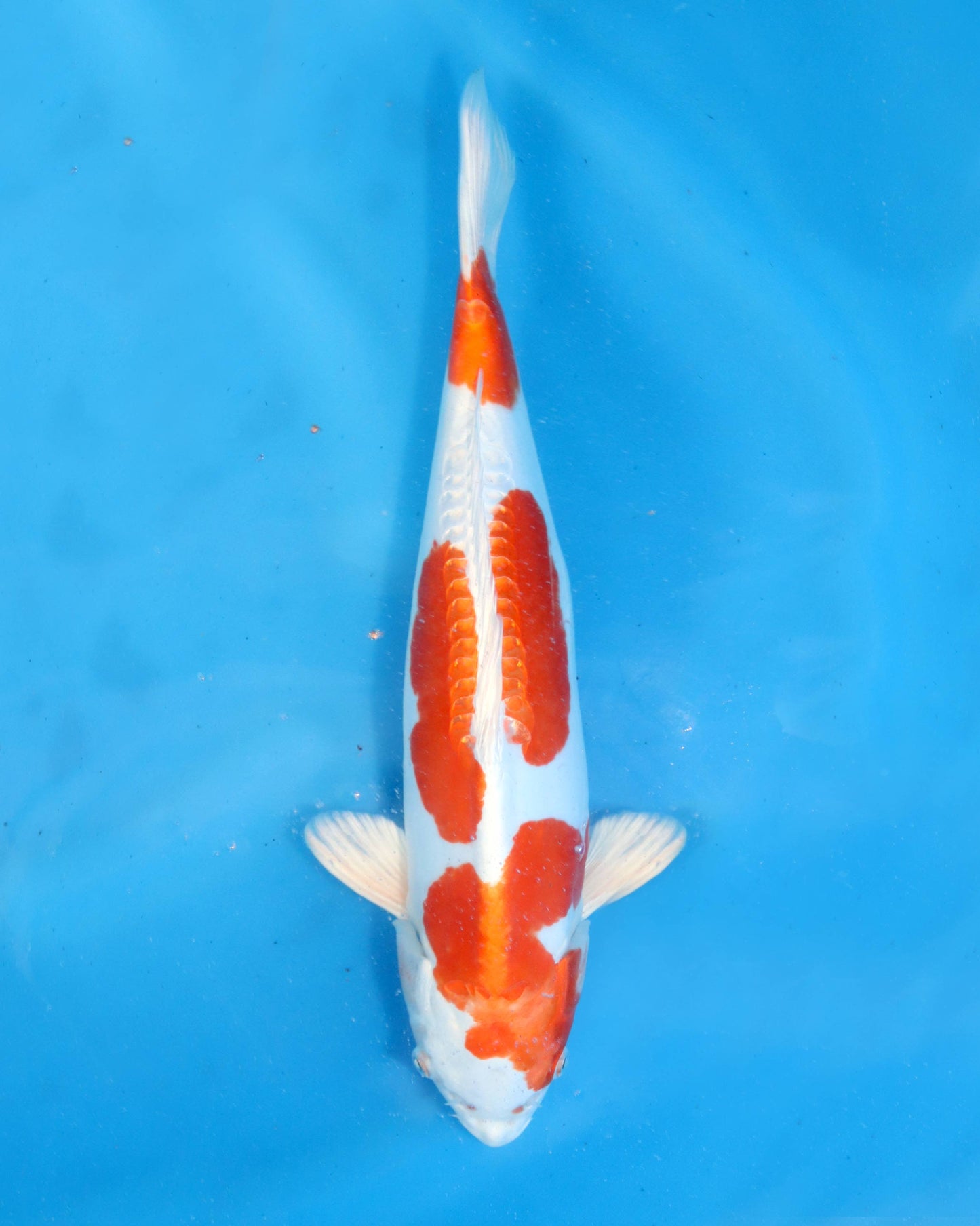 Kikusui