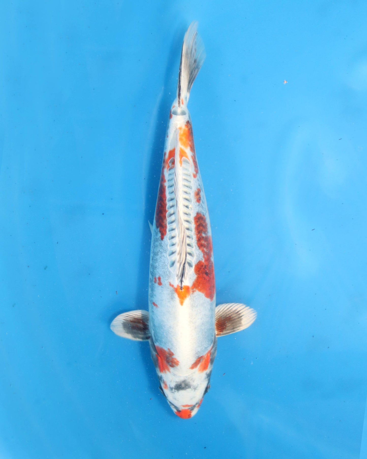 Beni Kikokuryu