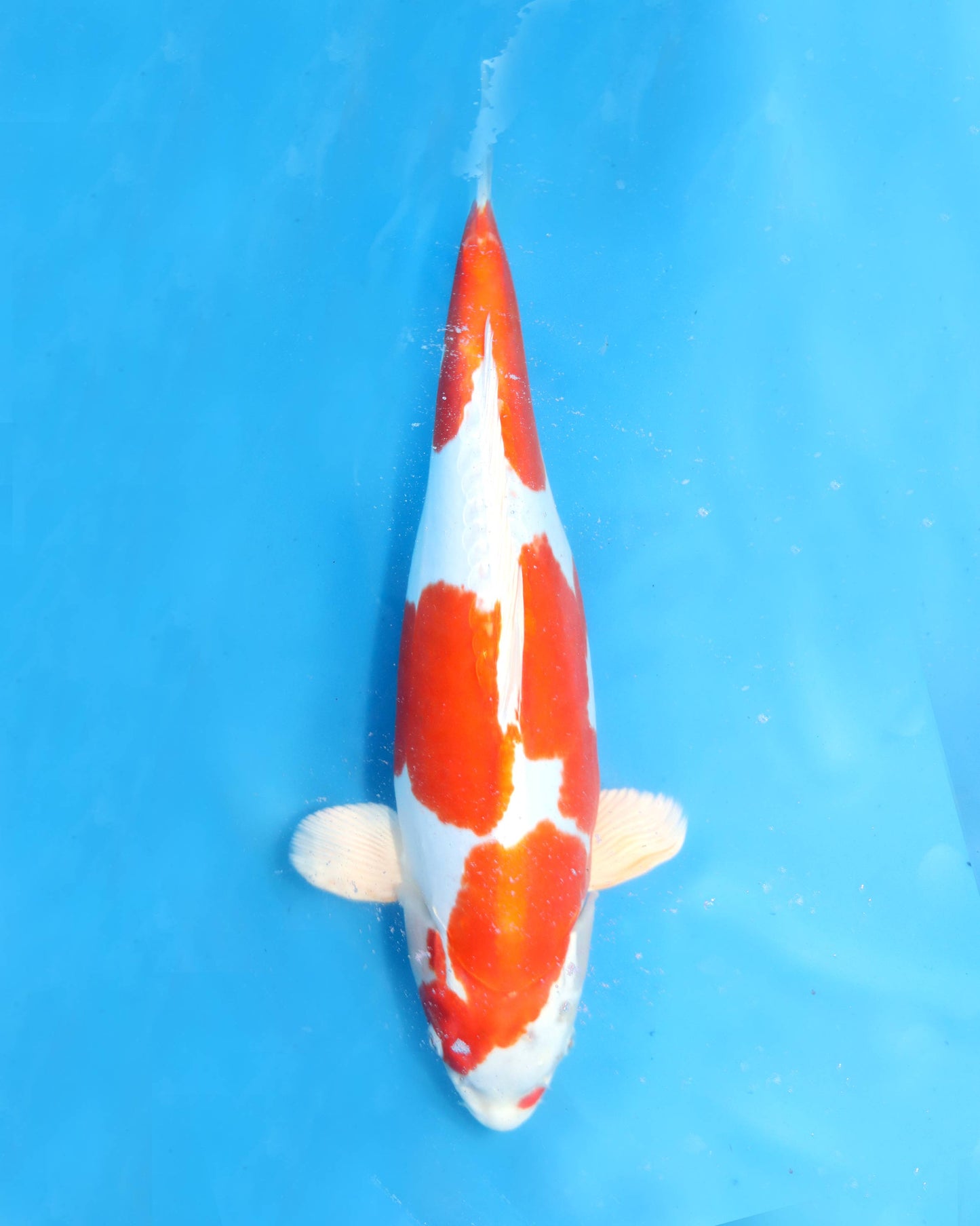 KiKusui