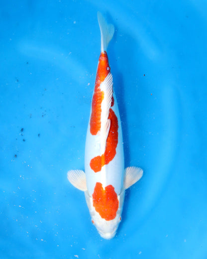 Kikusui