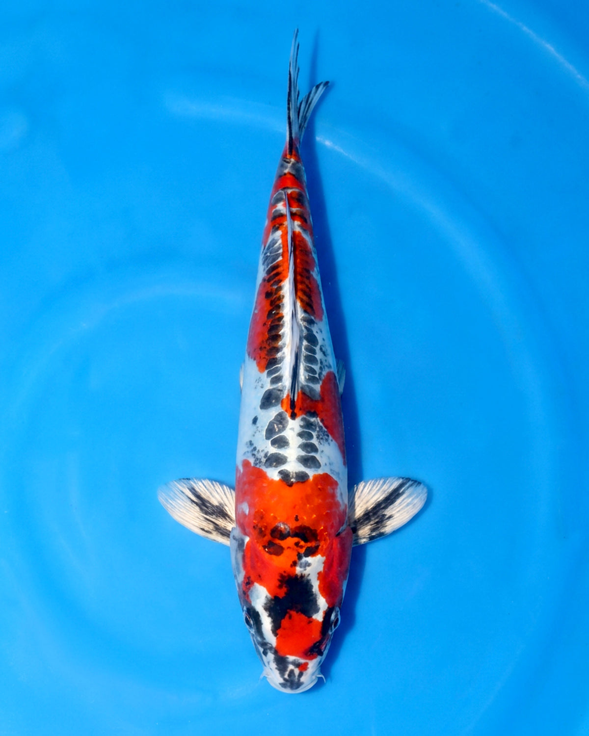 Beni Kikokuryu