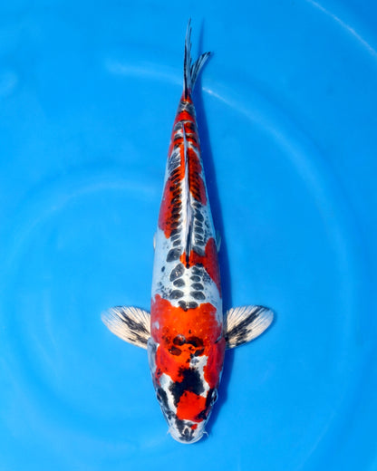 Beni Kikokuryu