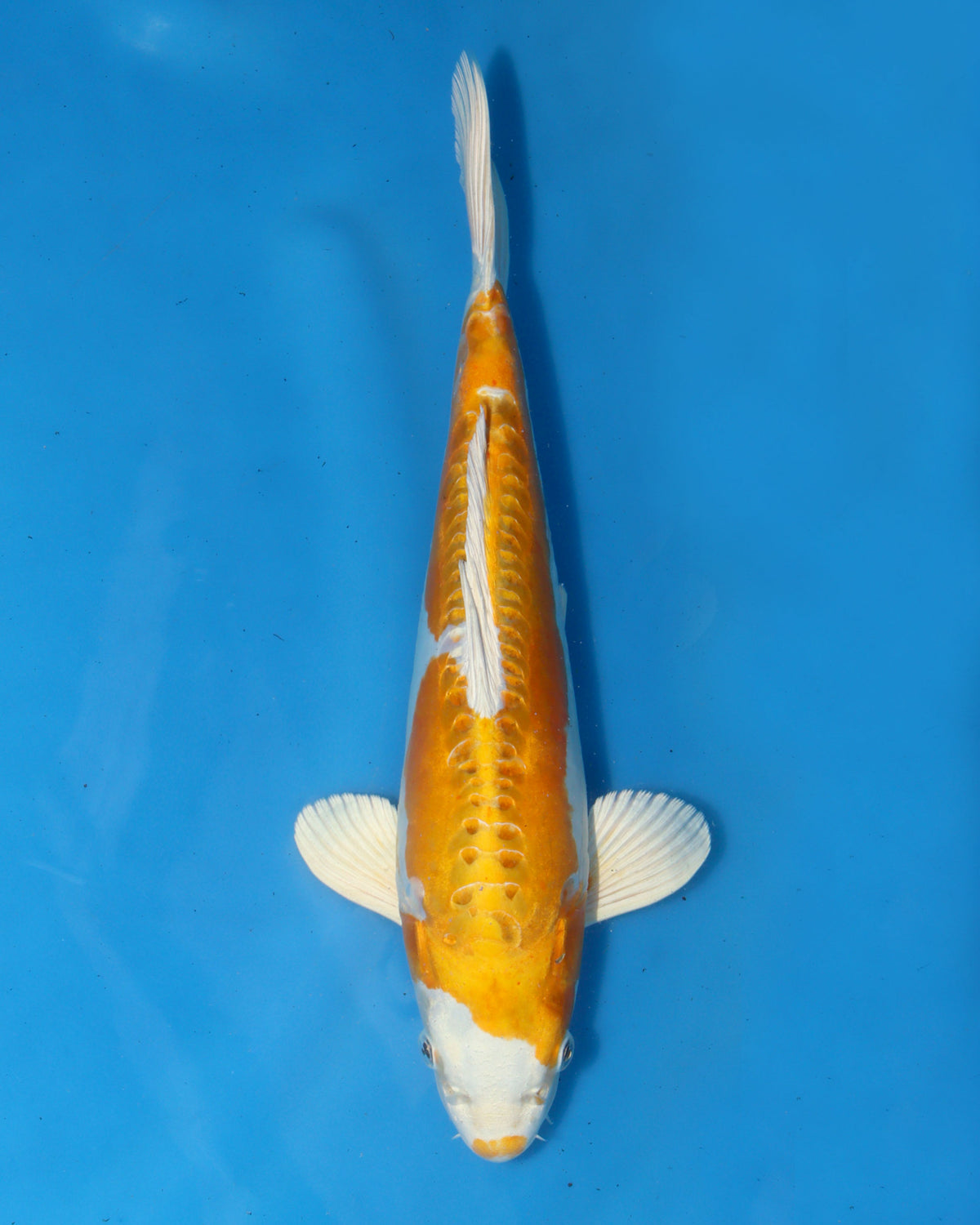 Hariwake