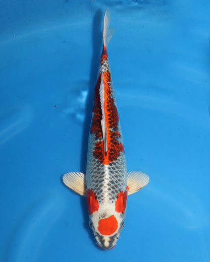 Kujaku