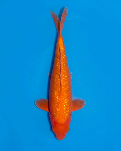 Ginrin Benigoi
