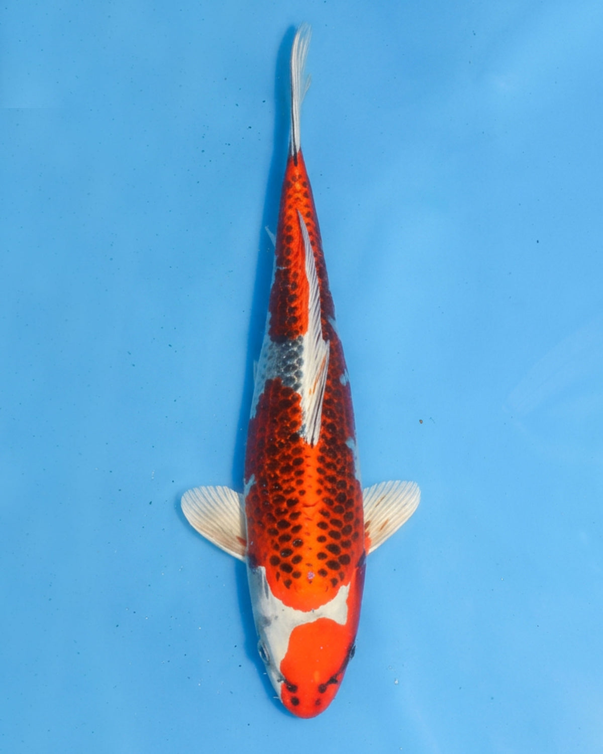 Kujaku