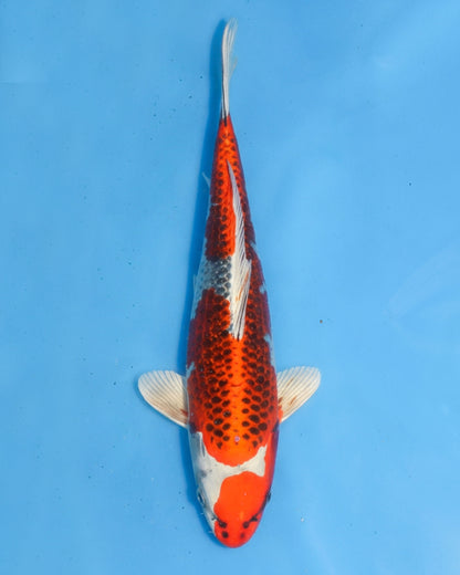 Kujaku