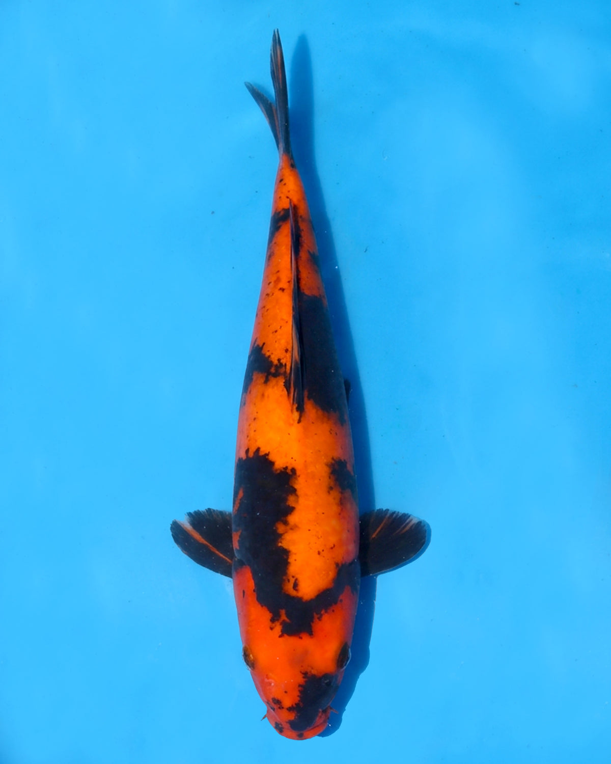 Hi Utsuri