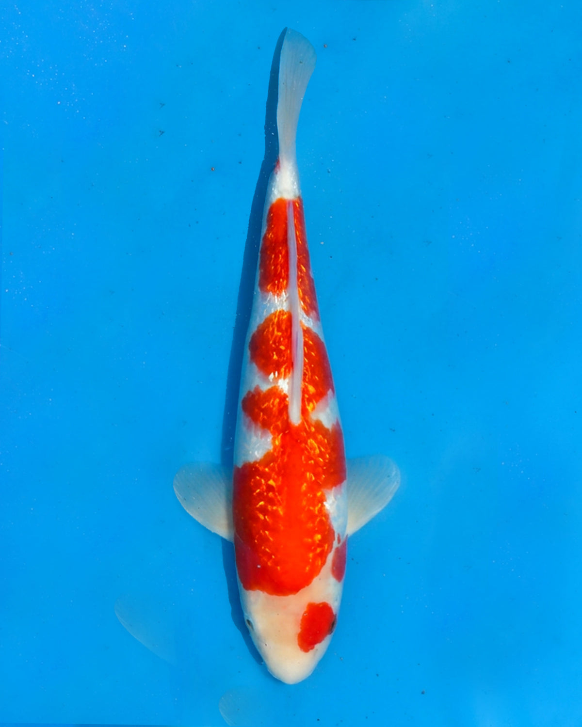 Ginrin Kohaku