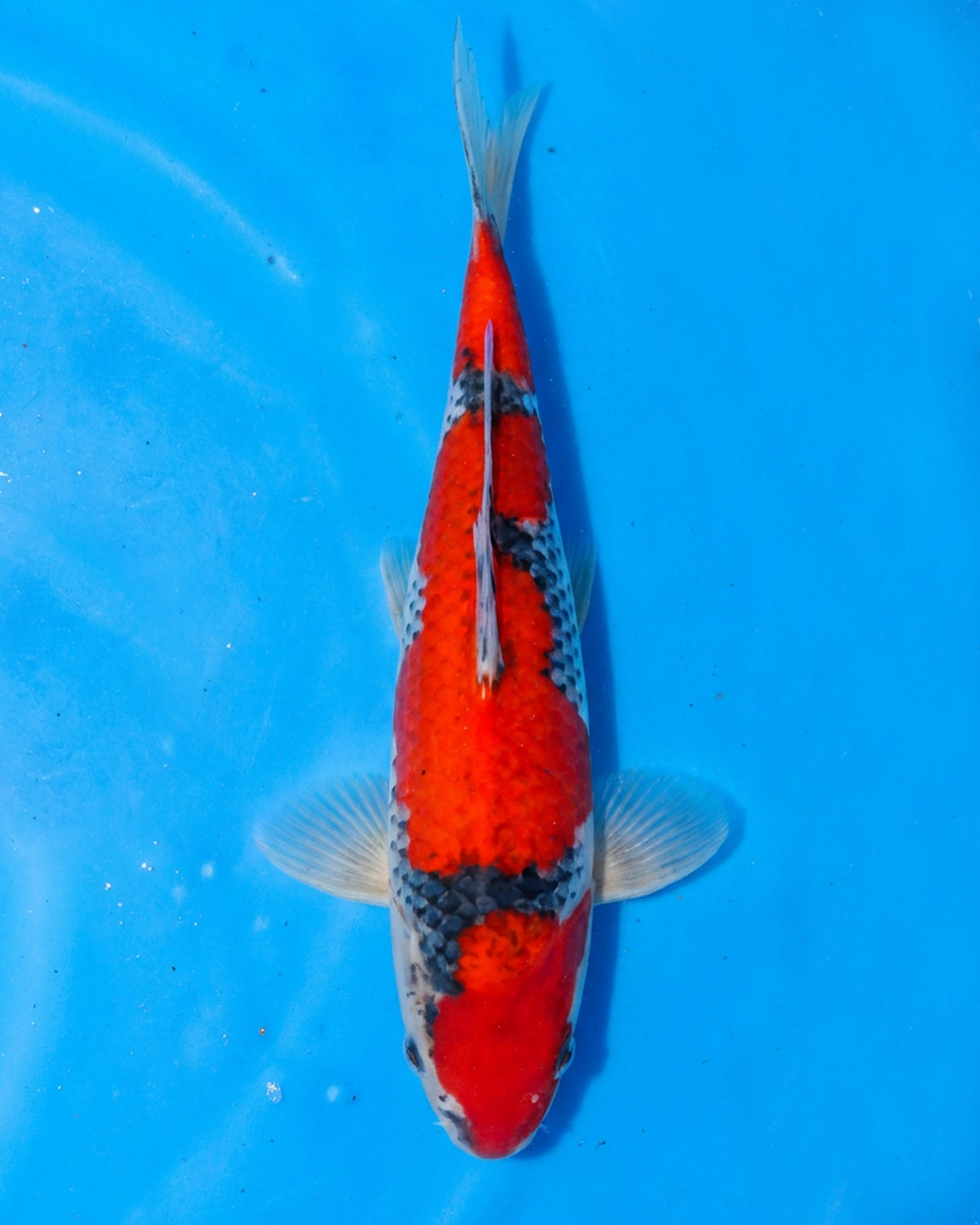 Goshiki