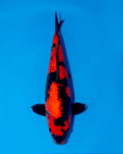 Hi Utsuri