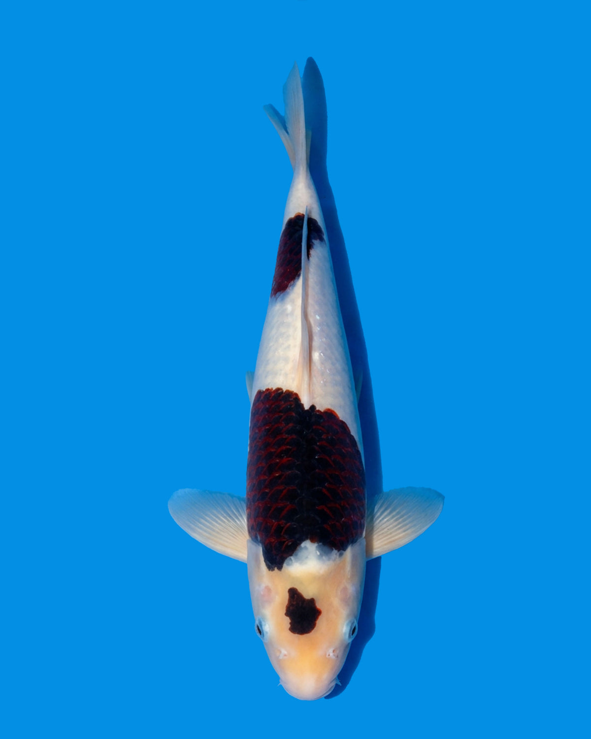 Budo Goromo