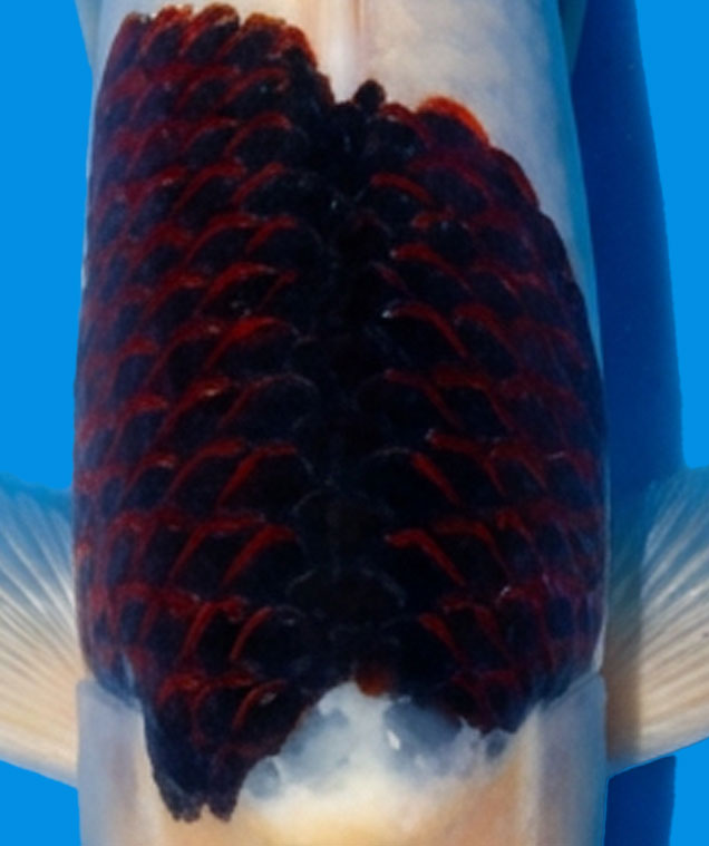 Budo Goromo