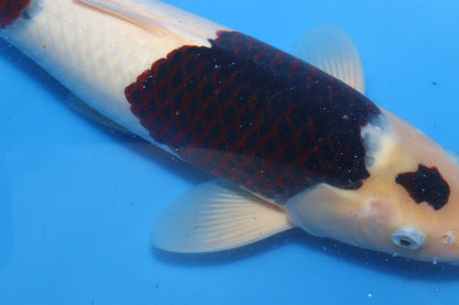 Budo Goromo