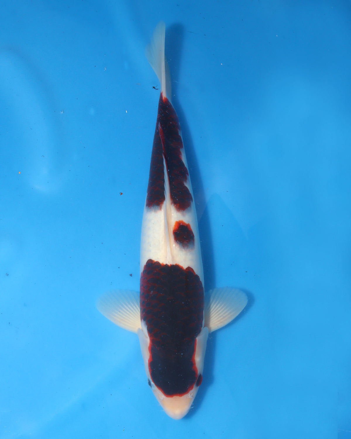 Budo Goromo